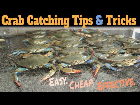 How To Catch Blue Crabs **EASY** - Blue Crab Fishing - Best Way