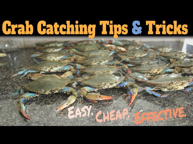 How To Catch Blue Crabs **EASY** - Blue Crab Fishing - Best Way To