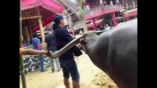 Anta Pada Marampa' - Demianus Deppasere