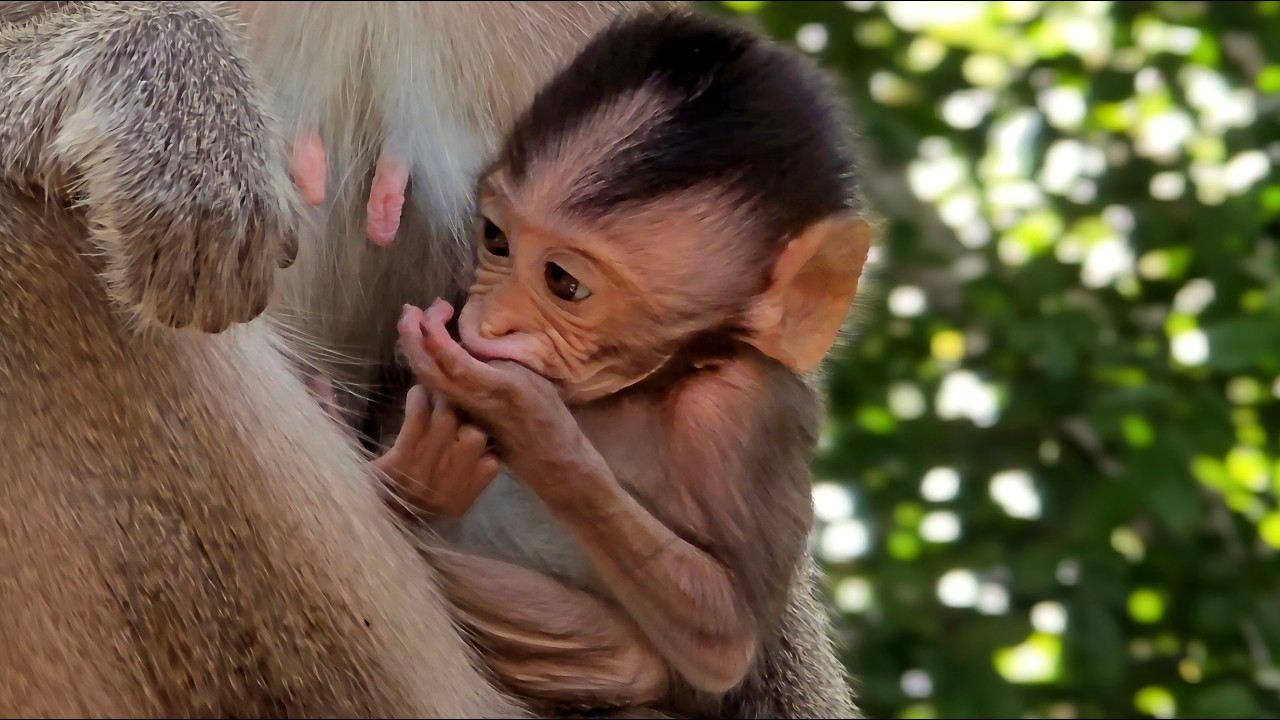 The adorable baby monkey hugs its mother tightly, not daring to go anywhere far from her ....