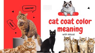 "What Your Cat's Coat Color Reveals About Their Personality! 🐾 | Feline Traits & Curios