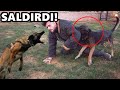 BELÇİKA KURDU FENA SALDIRDI! MAKİNE GİBİ KÖPEKLER!