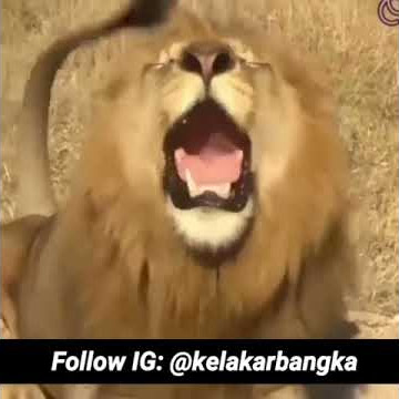 Singa bilang thr