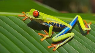Nik Nak’s Daily Teaser — 20-3-2025 — World Frog Day