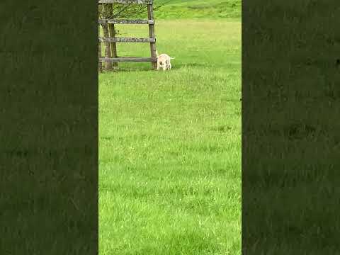 Baby lambs frolicking! #cutenessoverload