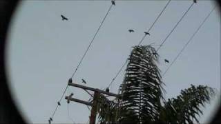 Red Headed Amazons (Amazona Viridigenalis)