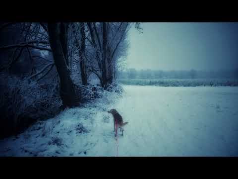 Walk your dog in a wintery landscape - Winter Ambience - Relaxation Soundscape - No Footsteps - 1 Hr