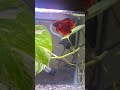 #music #fishkeepinghobby #trending #bettafishuae