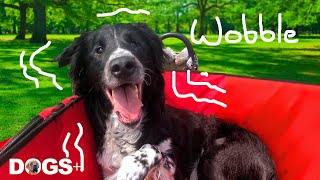 The Reason this Dog WOBBLES will Surprise You! 😳🥺 | DOGS+ by DOGS+ by Rocky Kanaka 2,981 views 2 years ago 3 minutes, 7 seconds