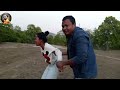     jungal me mangal 2023 maithili comedy mukesh yadav 