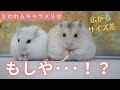 これはもしや･･･！？広がるサイズ差に差し込む一縷の光