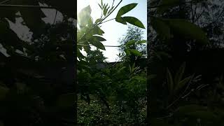 Aaj Tak Ki Sabse Pyari Video