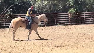 Skipa Kual 2016 AQHA G. 5/11/24