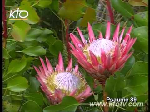 psaume-89