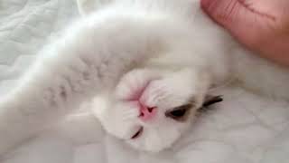 Relax for one minute with this sleepy kitten