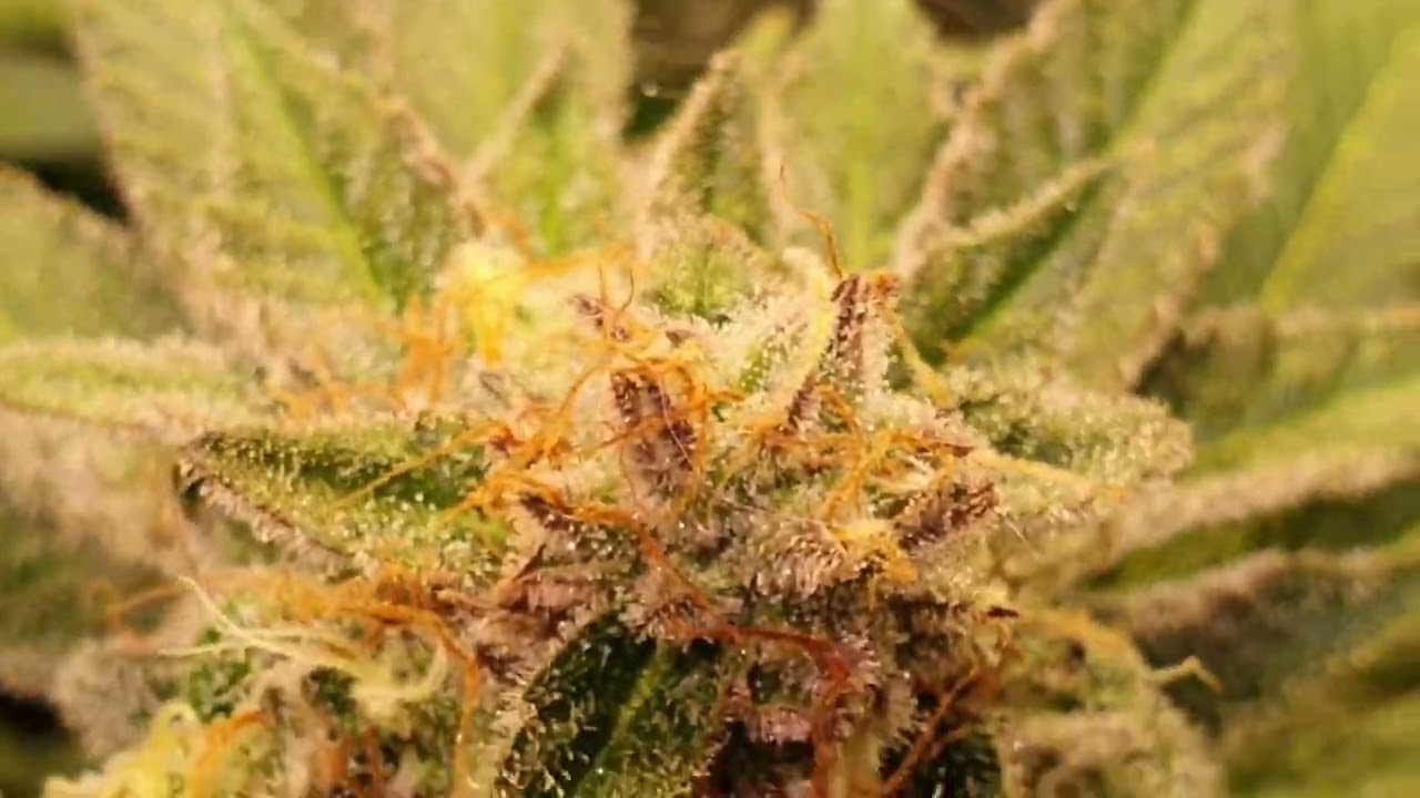 Green Botaniker - krasser Trichomen Check