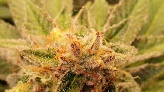 Green Botaniker - krasser Trichomen Check