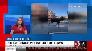 CAUGHT ON CAMERA: Police chase moose out of downtown Keene