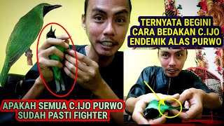 #1 🔴 APAKAH CUCAK IJO ALAS PURWO SEMUANYA FIGHTER | CARA MEMAHAMI CUCAK IJO | Qinara Banyuwangi