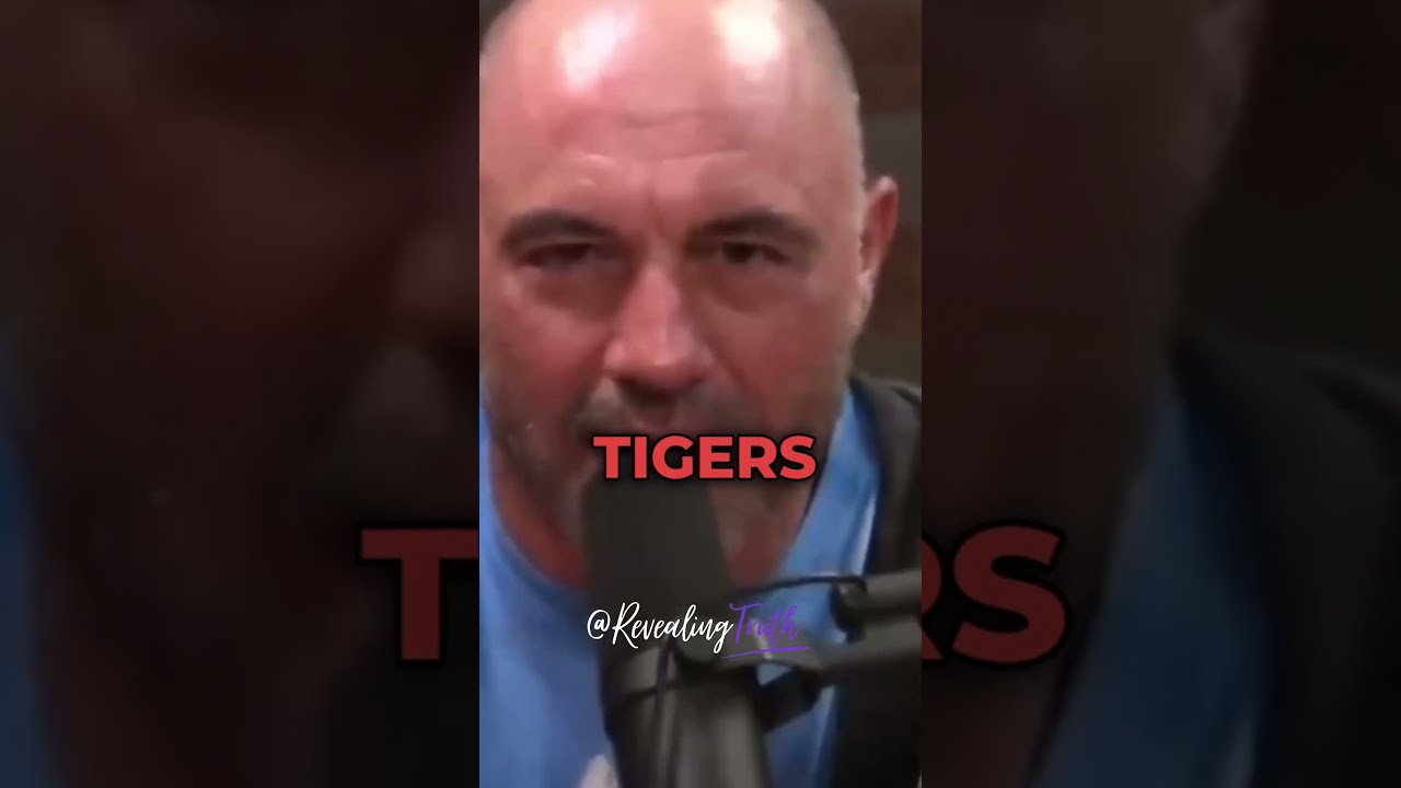 LIONS VS TIGERS Joe Rogan