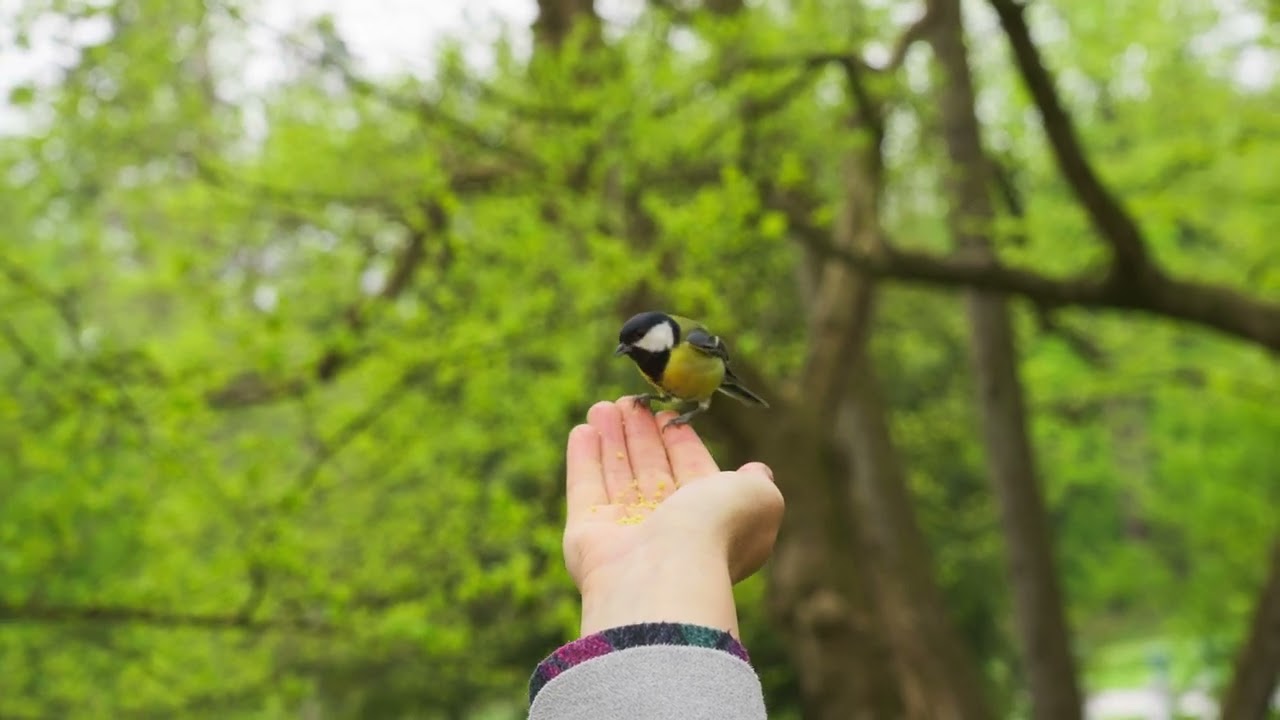 La mésange charbonnière, un oiseau très sociable.