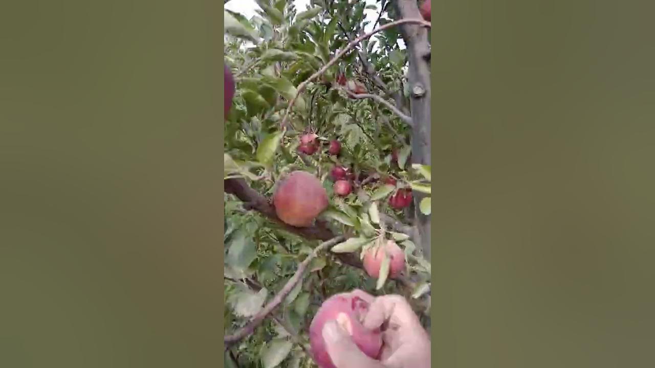Apple Harvest Season YouTube apple-harvest-season-youtube