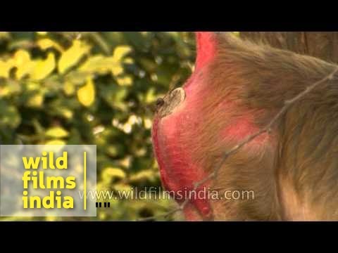 Big red monkey butt