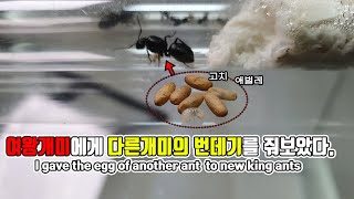 여왕개미에게 다른개미의 번데기를 줘보았다. / i gave the egg of another to new queenants