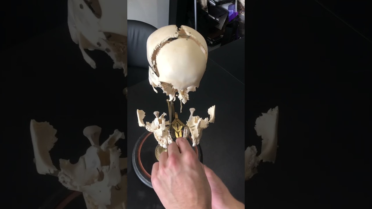 Movements on a Beauchene skull