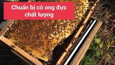 Miền núi bắt đầu có nhiều ong đực