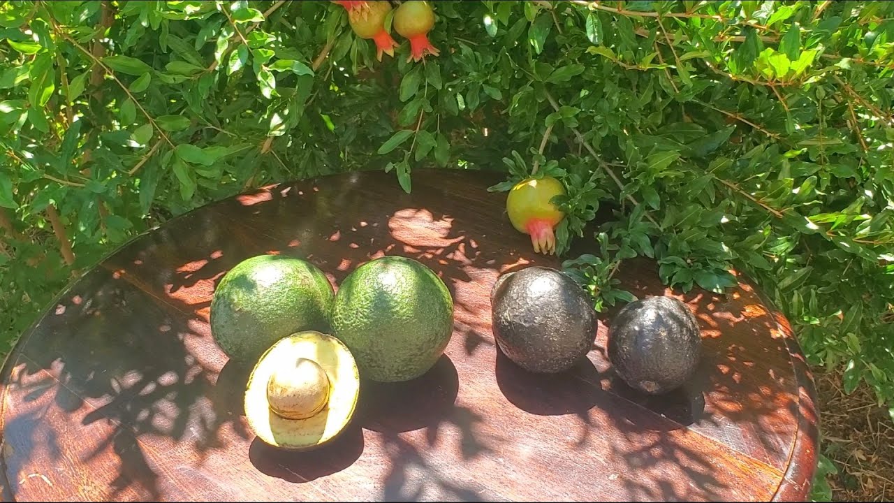 Reed 🥑Avocado🥑 Taste Test