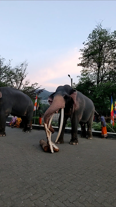 Sinha 💫💗 කිතුල් නම් මොනාද මට #elephant #shorts #perahera