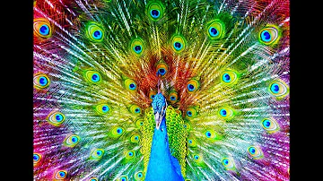 Facts you didn't know! Documentary About the Peacocks. Planet Of Animals - 4K ULTRA HD