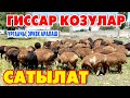 Гиссар КОЗУЛАР сатылат ~ 3 айлыктан 5 айлыкка козулар