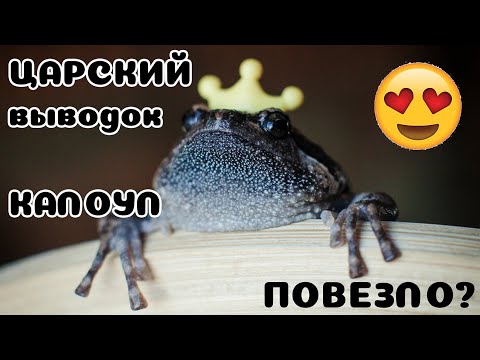 Узкороты круто плодятся! Почему так цветнО???