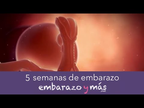 Video: A las cinco semanas ¿dónde está el bebé?