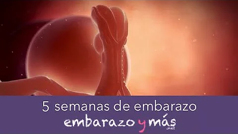 ¿Qué debo evitar hacer a las 5 semanas de embarazo?