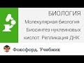 Биология. Биосинтез нуклеиновых кислот. Репликация ДНК. Центр онлайн-обучения «Фоксфорд»