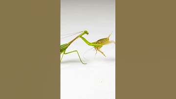 Thumbnail of Hewan Unik didunia Belalang Sembah || Praying Mantis    #shorts #shortsanimals #shortsvideo