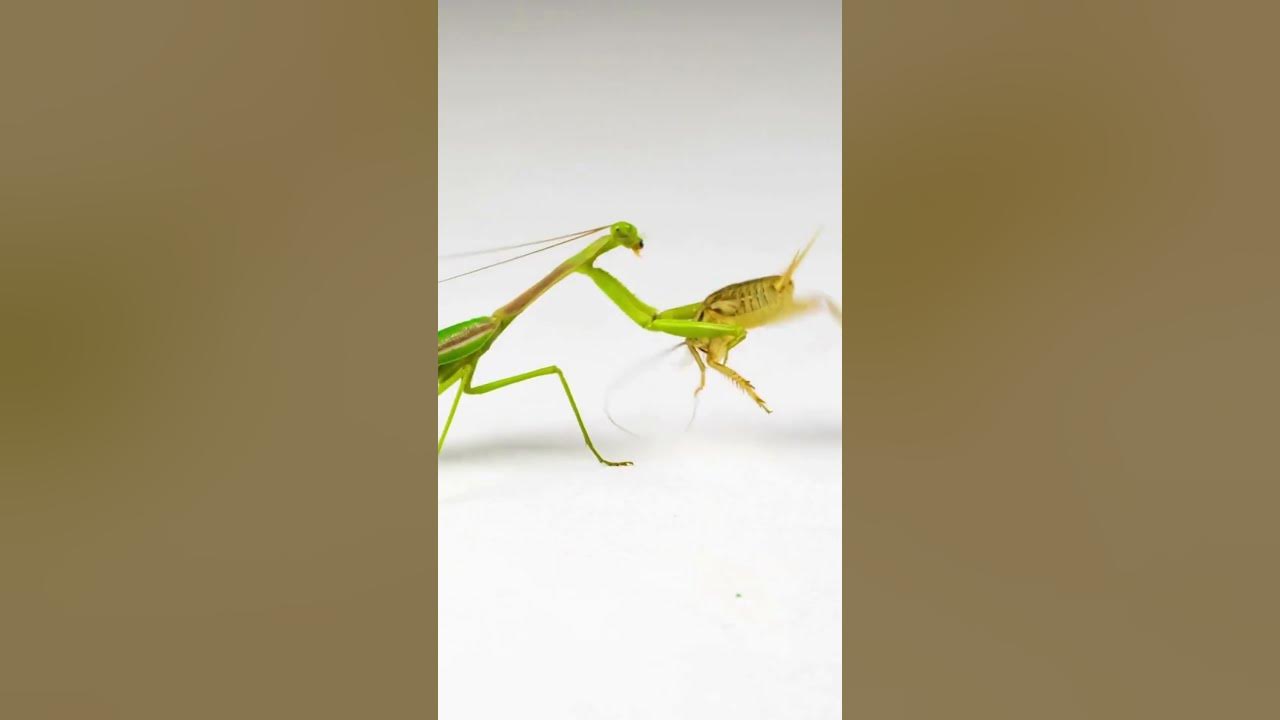 Hewan Unik didunia Belalang Sembah || Praying Mantis    #shorts #shortsanimals #shortsvideo