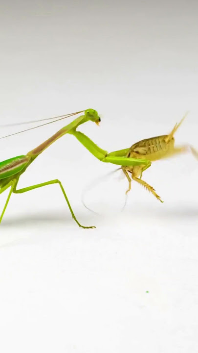 Hewan Unik didunia Belalang Sembah || Praying Mantis    #shorts #shortsanimals #shortsvideo