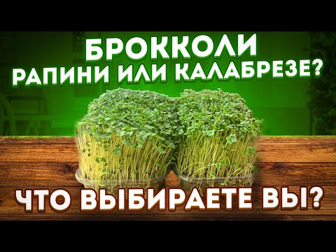 Бейне: Калабре брокколи өсіру: калабр брокколиді қалай отырғызу керек