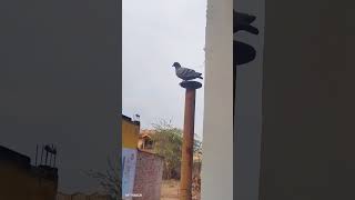 #dove #shorts #viral #video #trending #youtube