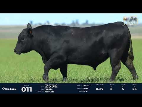 LOTE 11   TAT Z536 M Angus