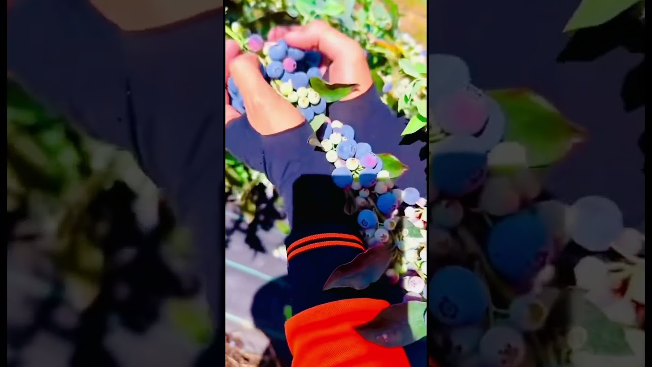 Mmp 2090 mini rotary tillage and ridging all-in one tree 🌲 short view 