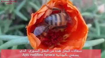 سورة التين  الشيخ عبدالله عواد الجهني