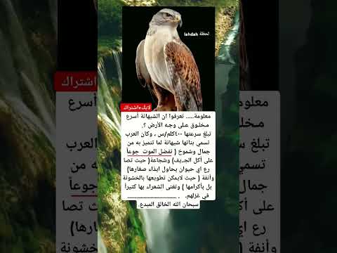 تعرفوا ان الشيهانة أسرع مخلوق على وجه الأرض تبلغ سرعتها ٤٠٠كلم س وكان العرب تسمي