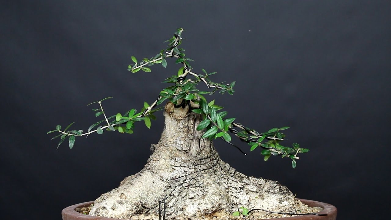 Acebuche de Nina - refinado bonsai bosque de la armonia