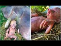 Farmers pig gives birth to human baby he takes a closer look and starts crying