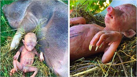 Farmer's Pig Gives Birth To Human Baby, He Takes A...